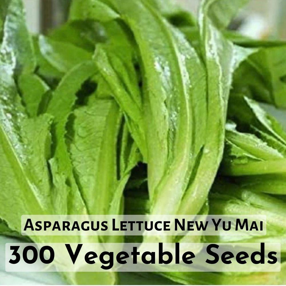 300 Seeds Asparagus Lettuce New Yu Mai Vegetable Seeds - $7.98