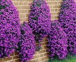 200 Lobelia Purple Trailing Flower Ground Cover Hanging Basket Flowers 6 - $5.99