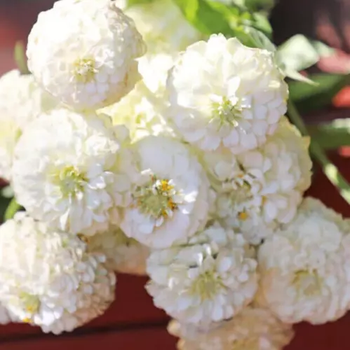 SEPTH Zinnia &#39;Oklahoma white&#39; 25 seeds - $4.00