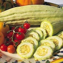 50 Seeds Cucumber Armenian Yard Long Simply the Largest Vegetable - £21.97 GBP