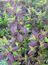 1500 Pcs Red Leaf Thai Holy Basil Seeds #MNTS - £15.66 GBP