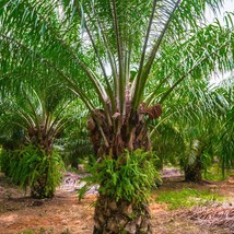 Rare Sukkari Dates Tree Seed Kit (5) - Start Your Own Date Grove, Great for Gree - £3.59 GBP