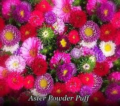 Organic Heirloom Aster Powder Puff Mix Seeds 300+ Mixed Colors Annual Pink - $85.68 MXN