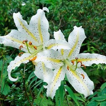 USA SELLER Lilium Auratum Golden Rayed Lily Of Japan Mountain Lily 5 Seeds Free  - $16.00