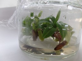 Nepenthes philippinensis in vitro (Tissue Culture) Carnivorous plant - £17.99 GBP