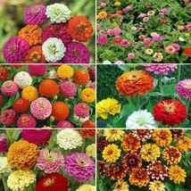 Zinnia ZINMASTER Mix 6 Heirloom Zinnias Tall &amp; Dwarf Non-GMO 200 Seeds - £6.23 GBP