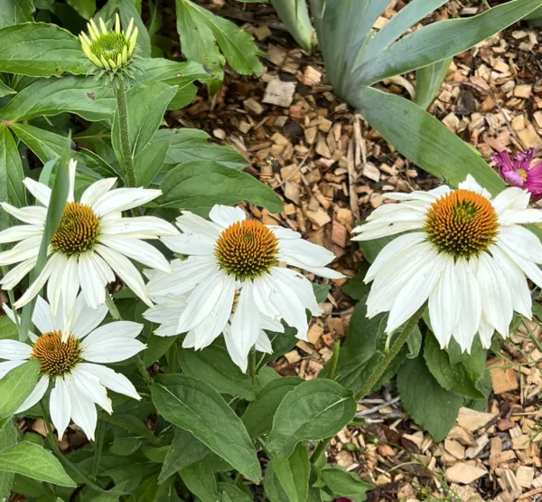 White Swan Coneflower Echinacea Purpurea White Swan 25 Fresh Seeds - £9.91 GBP