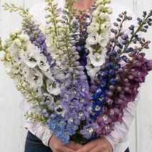 25 Delphinium Magic Fountains Mix Seeds Fresh Gardening USA SELLER - $8.18