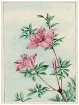 1561 Pink Flowers green leaf.Nature vintage Poster.Floral Decorative Art. - £12.79 GBP+
