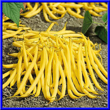 USA SELLER Golden Wax Bean Seeds 30 Seeds Great Taste &amp; Beautiful Bright Color F - £14.27 GBP