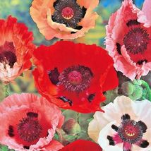 500 Seeds ORIENTAL POPPY MIX Flower Summer Blooms Perennial Garden/Containers - £13.18 GBP