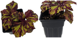 Coleus Weather Vibrant Stormy Solenostemons Foliage Easy Out Live Plant 2.5" Pot - £33.56 GBP