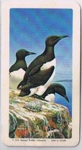 Brooke Bond Red Rose Tea Cards The Arctic #46 Common Murre - $0.98