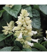 40 Salvia White Sage Deer Resistant Drought-Tolerant Perennial Flower Se... - $22.44 CAD