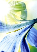 Dazzling - Mothers Day - Tree Free Greeting Card - 14492 - $2.77
