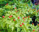 Hot Chile Pequin Bird Eye Hot Pepper Seeds Fast Shipping - £7.07 GBP