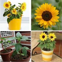 20pcs Mini Dwarf Yellow Sunflower Flower Seeds Home Garden Office Decor ... - $5.65