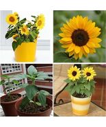 20pcs Mini Dwarf Yellow Sunflower Flower Seeds Home Garden Office Decor ... - $5.65