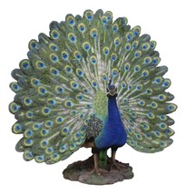 Large Gallery Quality Male Peacock With Exotic Iridescent Train Plumage ... - $399.99