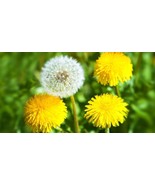HSeeds 500+ Common Dandelion Seeds - $5.43 CAD