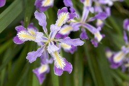 USA Blue &amp; Purple Oregon Iris ( Toughleaf Iris ) Iris Tenax Flower 20 Seeds - £8.78 GBP