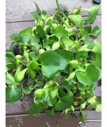(20) Water Hyacinth Koi Pond Floating Plants Rid Algae Medium- Small 2-4... - $47.50