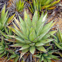 Worldwide Shipping 10Pcs Agave Cerulata Subsp Cerulata Succulents Garden Plants  - $22.58