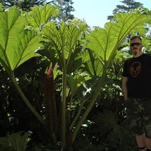 Gunnera Insignis Poor Mans Parasol &amp; Umbrella 200 Seeds - $12.24