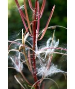 KKG 25 Fireweed Seeds Fresh Garden - $9.89