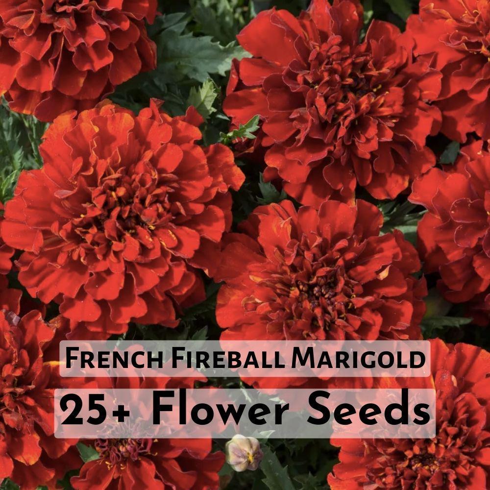 25+ French Fireball Marigold Flower Seeds - $11.90