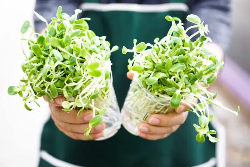 Sunflower Sprouts Seeds (200 Seeds) Grow Tasty and Delicious Sprouts in ... - $12.84