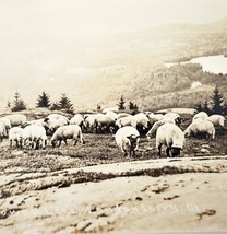 RPPC Utah Lowell Lake 1900-1910s Sheep Farm Londonberry Landscape PCBG7A - $19.99