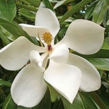 Magnolia Grandiflora Southern Or Large Flowered Magnolia Bull Bay 40 Seeds Fresh - £15.15 GBP