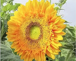 30 Seeds Double Sun Sunflower Seeds Large Bold Color Unusual Rare Fast S... - $8.99