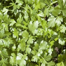 Cilantro Slow Bolt Herb Seeds Culinary Coriander Fresh Seeds USA - $15.30