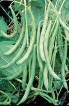 Bean Seed Burpee Stringless Green Bush Bean Seeds Organic Non Gmo Garden... - $9.79