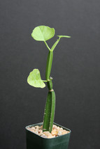 Cissus quadrangularis exotic rare succulent plant vine climber square stem 2&quot;pot - £10.22 GBP