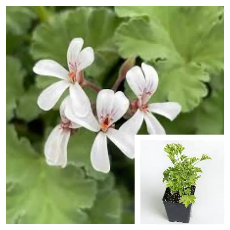 10 Cutting Pelargonium Fragrans Nutmeg Scented Geranium Live Plant Not R... - £17.73 GBP