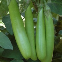 USA SELLER Thai Long Eggplant Evergreen Seeds Fast Shipping - £13.74 GBP