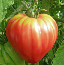 Sale 50 Seeds Tomato Mix Oxheart Sauce Canning Heirloom Indeterminate Non-Gmo - £7.40 GBP