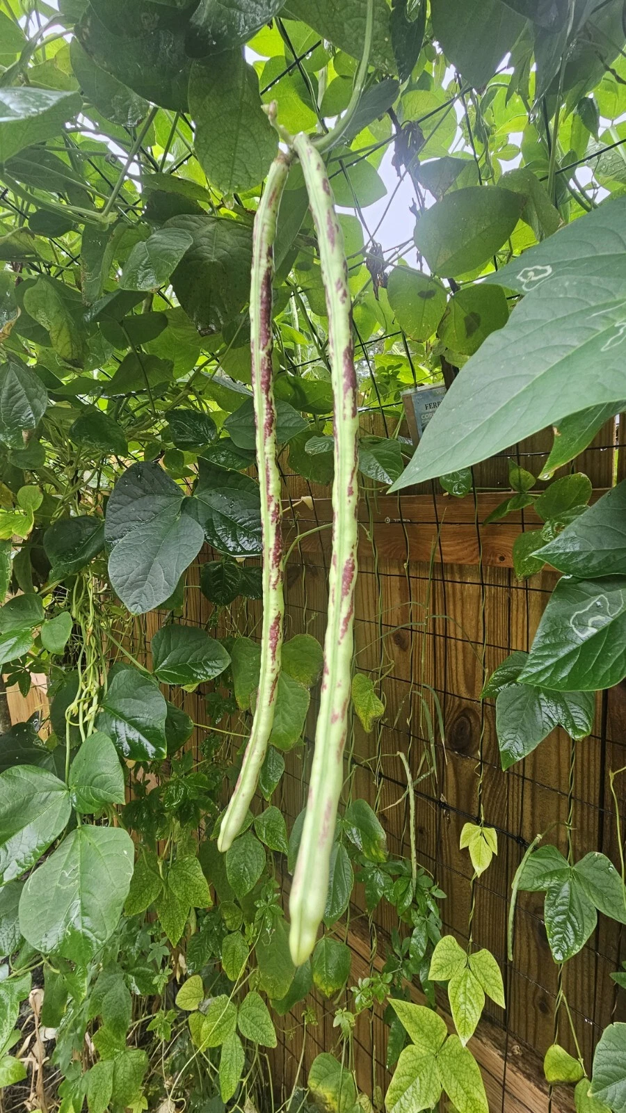Thai Soldier Long Bean Seeds (25) - Florida Grown / Organic - $13.06