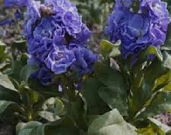 50 Cinderella Blue Stock Matthiola Evening Scented Annual Flower Fresh Seeds for - £14.48 GBP