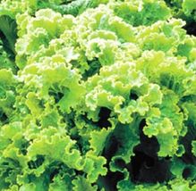 LimaJa Green Ice Leaf Lettuce 100 Seeds | NON-GMO | Heirloom | Fresh Garden - $3.80