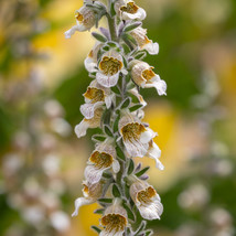 50 Foxglove Digitalis Lanata Cafe Creme Seeds Perennial Flower Deer Resistant - £13.72 GBP