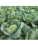 MX Premium Morris Heading Collard Greens Fresh Organic Seeds Delicious B... - $10.09