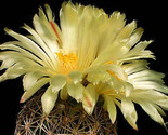 15 Seeds Coryphantha Radians J Rare Cactus  - $13.49