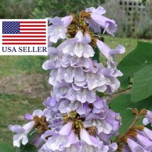 Fresh USA Seller Paulownia Fortunei | Dragon Tree | Fortunes Empress | Sapphire  - $19.04