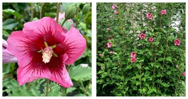 HIBISCUS &#39;RED PILLAR&#39; - Starter Plant - Approx 5-7 Inch - Starter Plant - $49.99