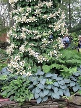 50 Japanese Hydrangea Vine White Flower Schizophragma Hydrangeoides Seeds - £10.52 GBP