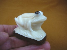 (TNE-FROG-361d) white FROG amphibian TAGUA NUT Figurine carving NUTS PAL... - £14.54 GBP